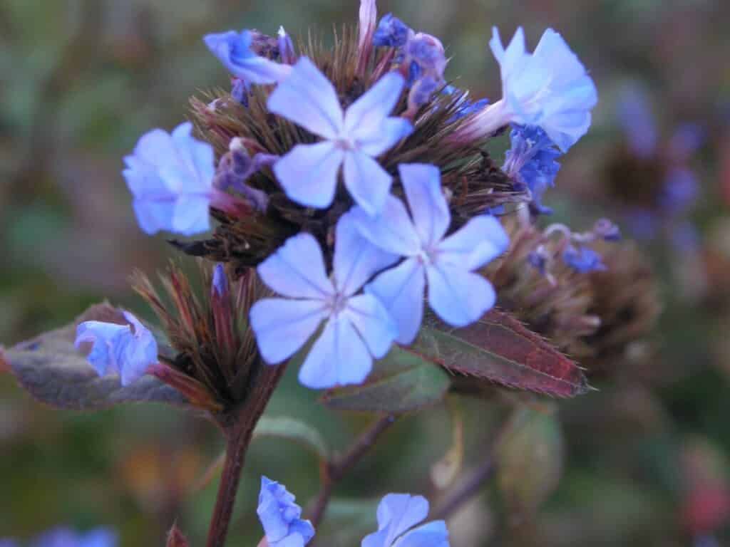 Cerastostigma willmottianum. Arbuste aux couleurs d'automne, fleurs bleues sur fond de feuillage d'un vert rougissant avec le froid.