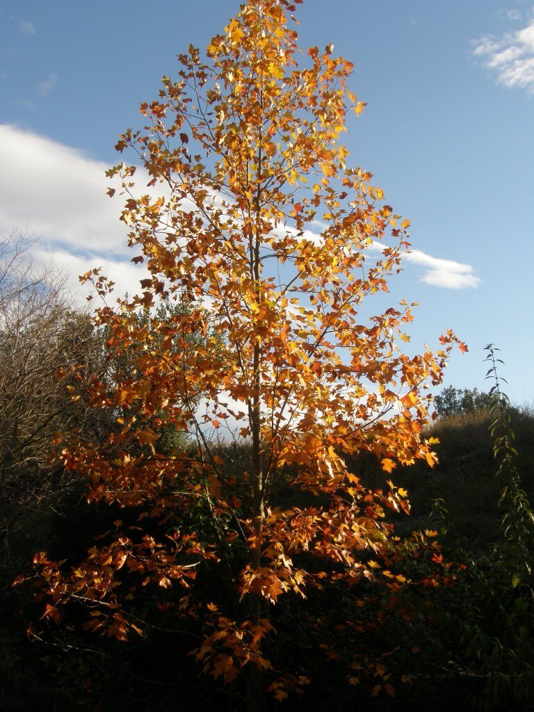Un arbre d'une douzaine d'années, fin octobre