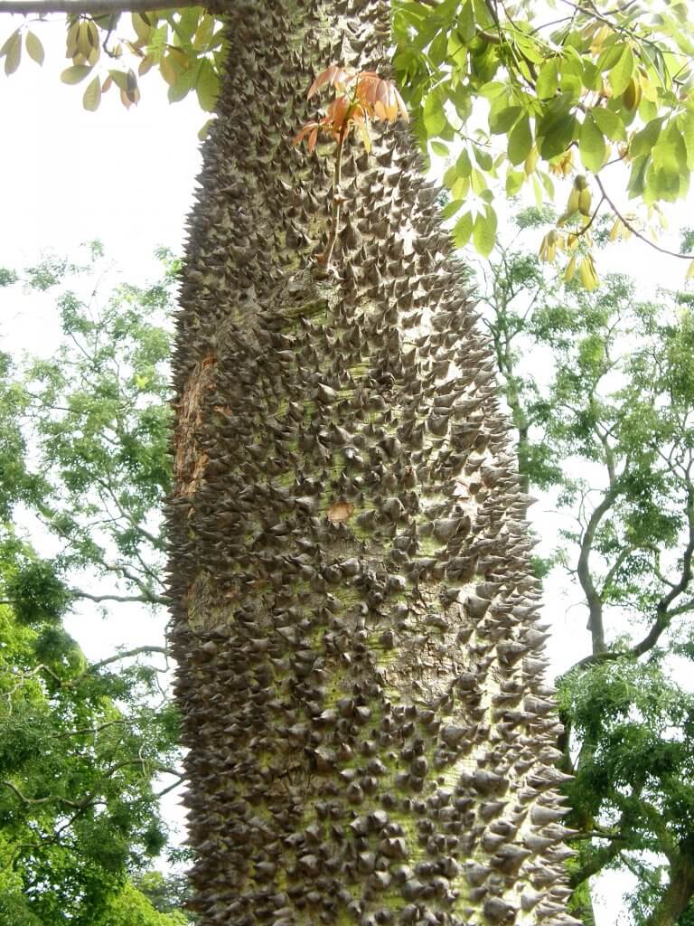 Ceiba insignis, le tronc à épines