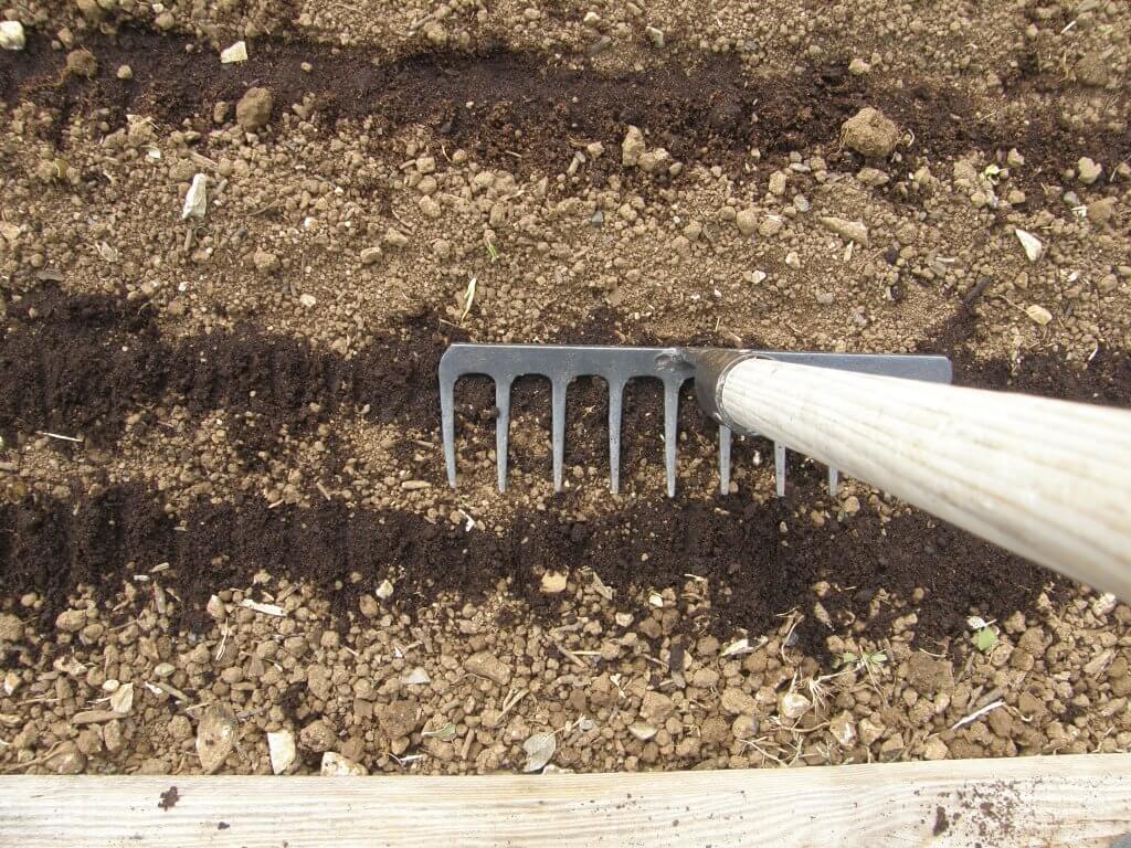 Le bon geste au bon moment. Ici un semi de haricot, fait lorsque le sol est suffisamment réchauffé. Le râteau plombe le semi afin que la graine soit bien contact avec le sol.