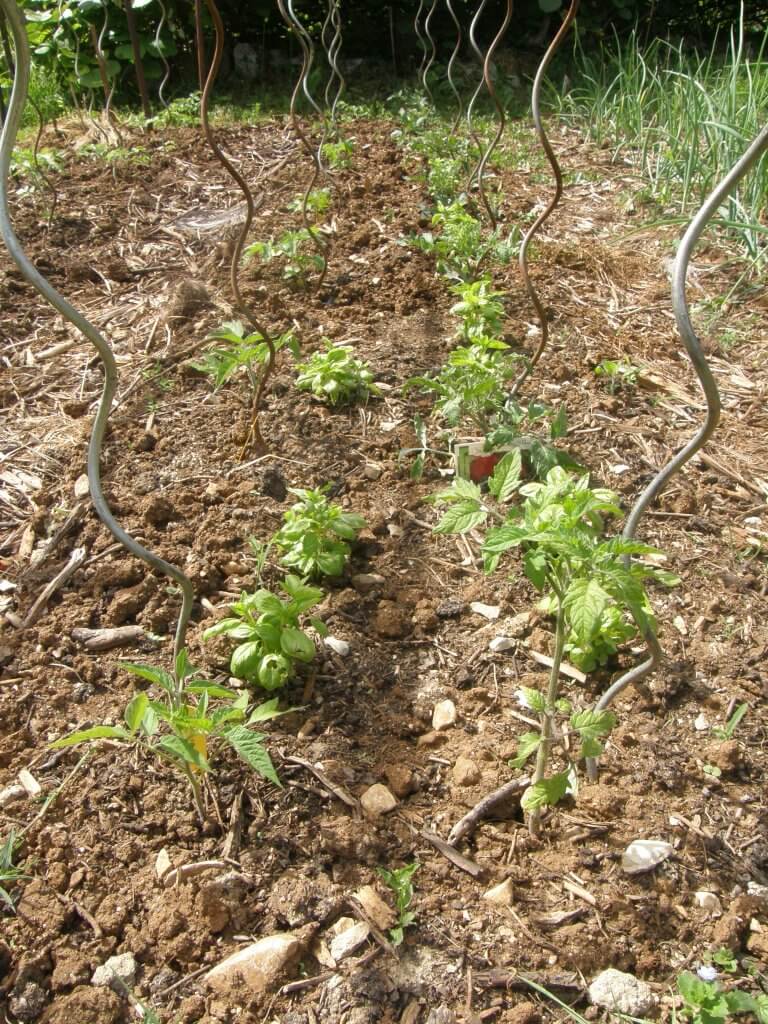 Basilic et tomates viennent après une culture de pommes de terre (exemple de rotation de cultures)