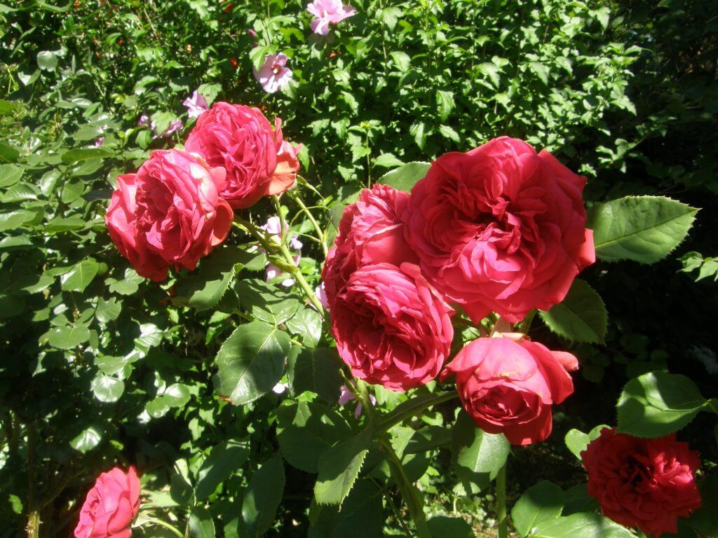 Une variété de rosier dite ancienne. Des fleurs pleines et un parfum exquis. Le nom de la variété s'est enfuit avec le temps...