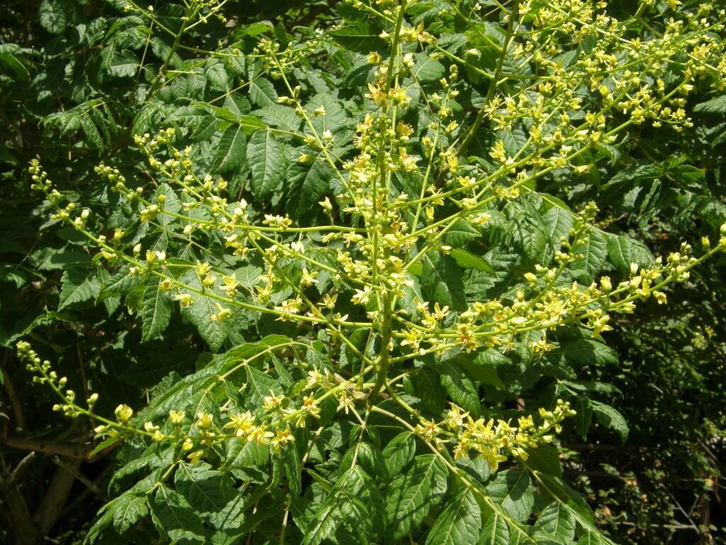 Fleurs de faux savonnier (Koelreuteria japonica)