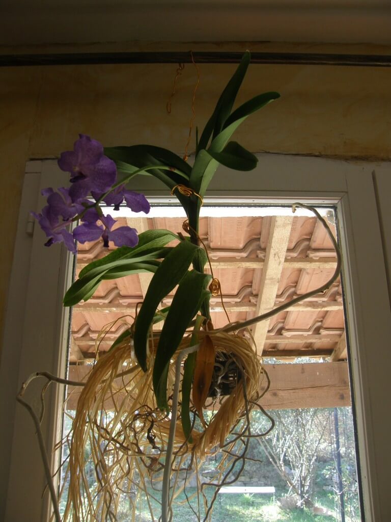 Orchidée Vanda, la plante épiphyte