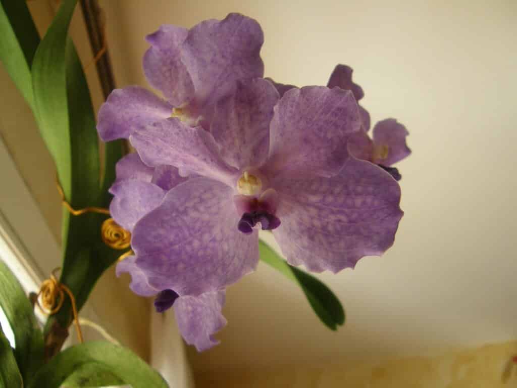 un bleu étonnant pour cette orchidée Vanda