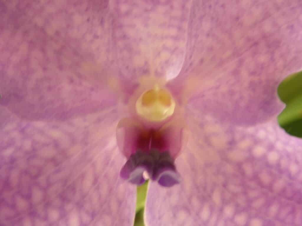 gros plan sur le lutin de la fleur de l'orchidée Vanda
