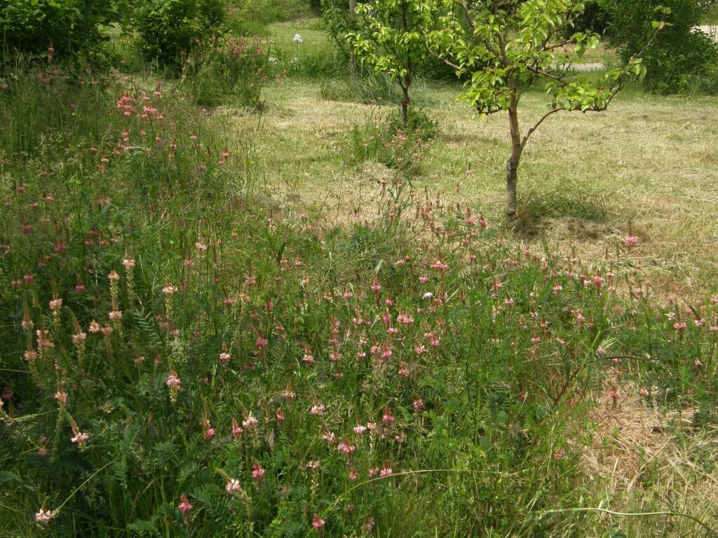 Le sainfoin est mellifère et apporte de l'azote au sol