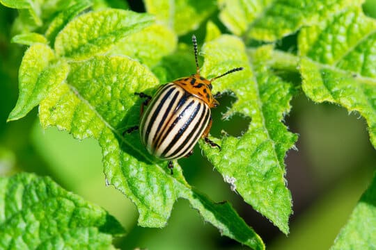 Doryphore sur feuille de pomme de terre