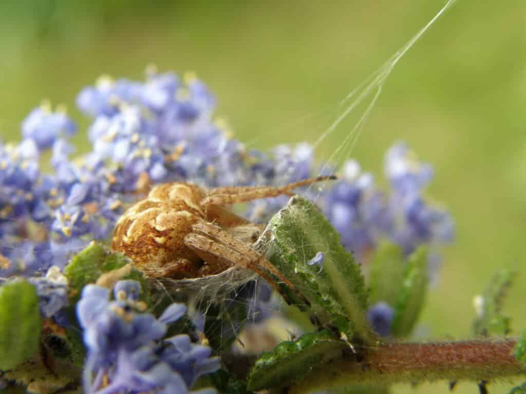 Araignée dans fleurs de Céanothe