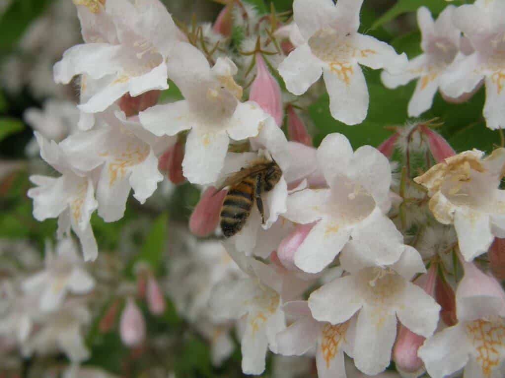 Visite d'une abeille dans Kolkwitzia amabilis