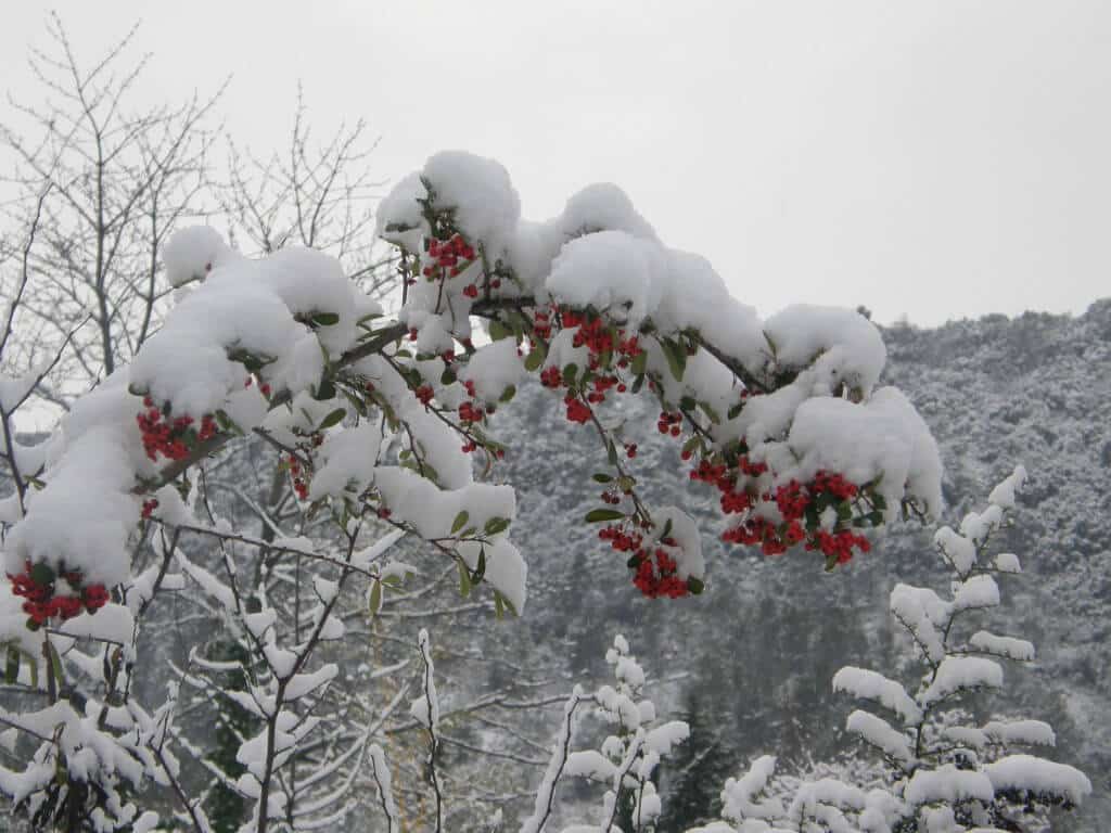 Pyracantha pliant sous la neige St Hippolyte