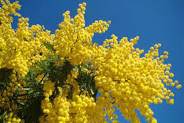 http://www.st-trojan-les-bains.fr/94-activites/119-grands-evenements/201-fete-du-mimosa-du-20-02-2015-au-22-02-2015.html