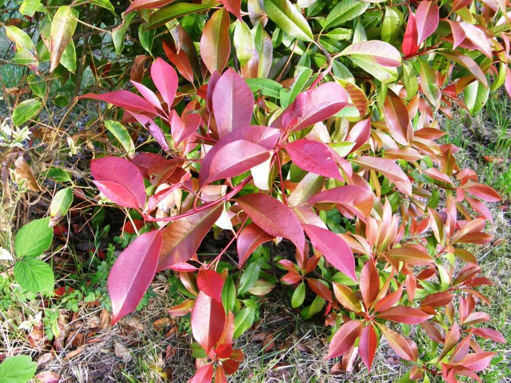 Photinia X. fraseri Red Robin, le plus courant dans nos jardins et espaces publics