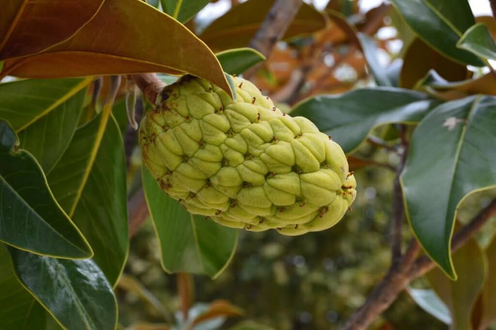 Naissance d'un fruit...le Magnolia grandiflora