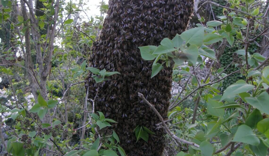 abeille en regroupement