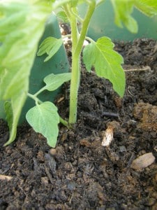 plantation profonde de la tomate