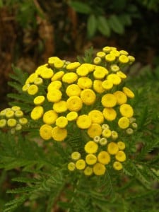 Tanaisie, Tanacetum vulgaris, fleur jaune à l'odeur très forte qui éloigne le campagnol ou rat taupier