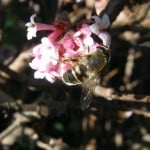 abeille sur viburnum