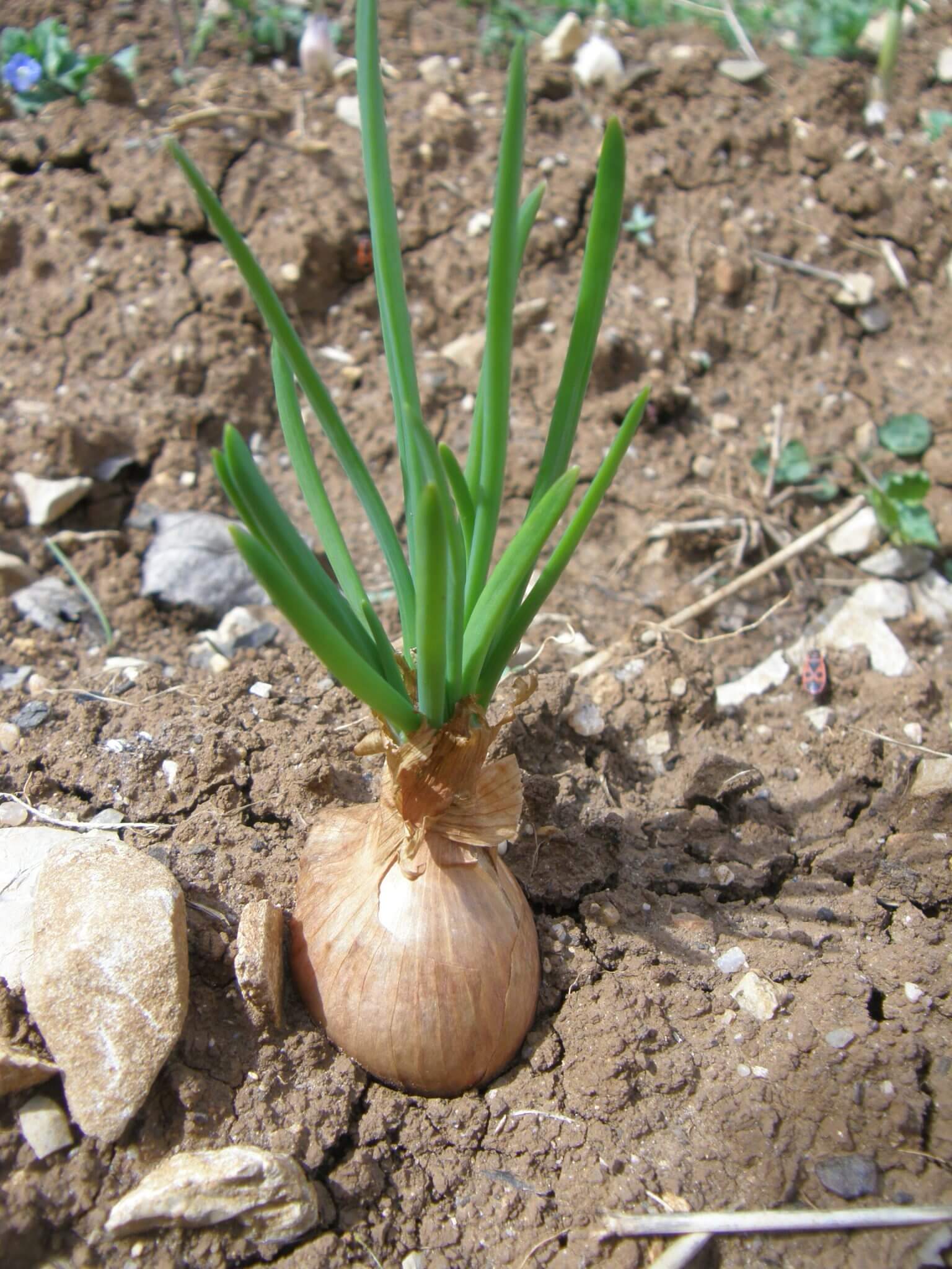 Plantation de l