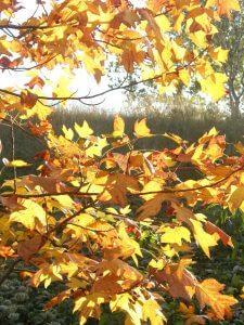 couleur d'automne