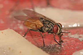 les mouches, agent de compostage Musca_domestica_housefly