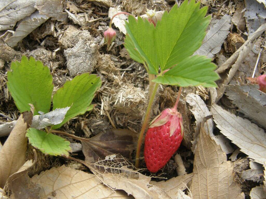 Bien planter les fraisiers : ici une fraise Gariguette