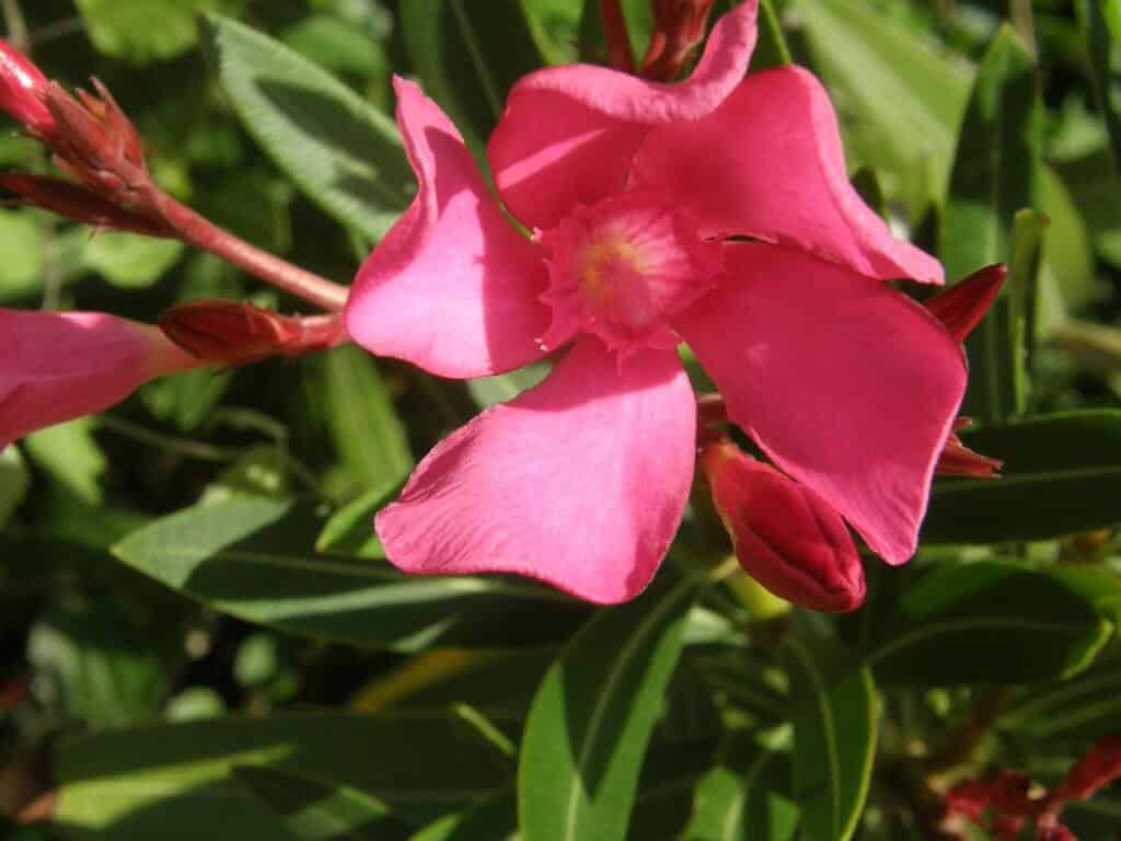 fleur de laurier rose