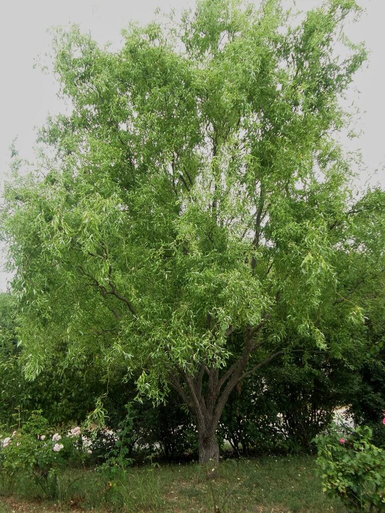Saule tortueux, Salix tortuosa