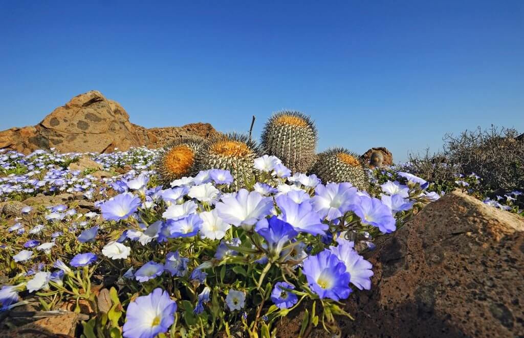 Quand le désert d'Atacama se recouvre de millions de fleurs Crédit : P. Pardo Ávalos / ESO - CC BY Source : notre-planete.info, http://www.notre-planete.info/actualites/4367-fleurs-desert-Atacama