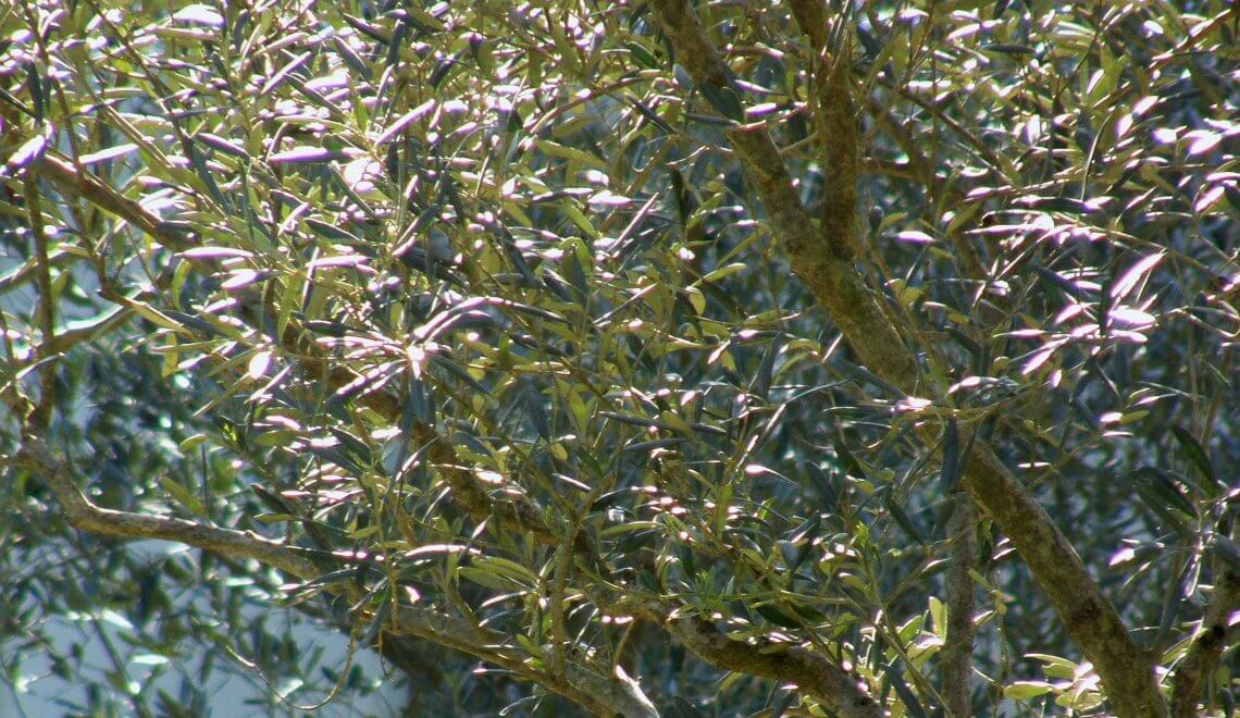 Branche d'olivier. Détail
