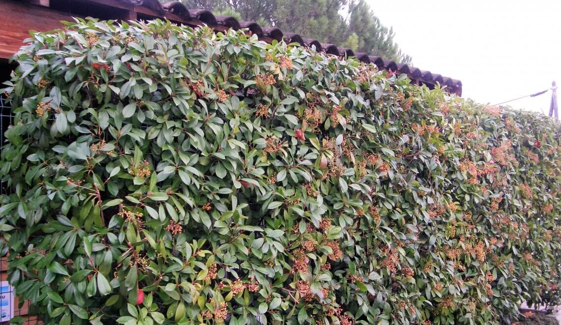Haie de Photinia