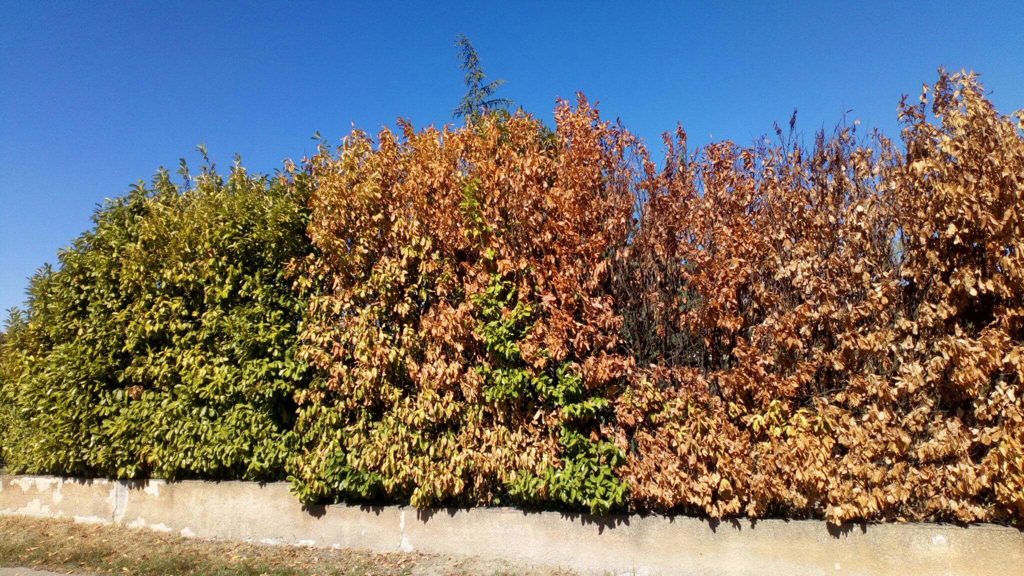 Peut On Couper La Tete D'un Cypres De Provence