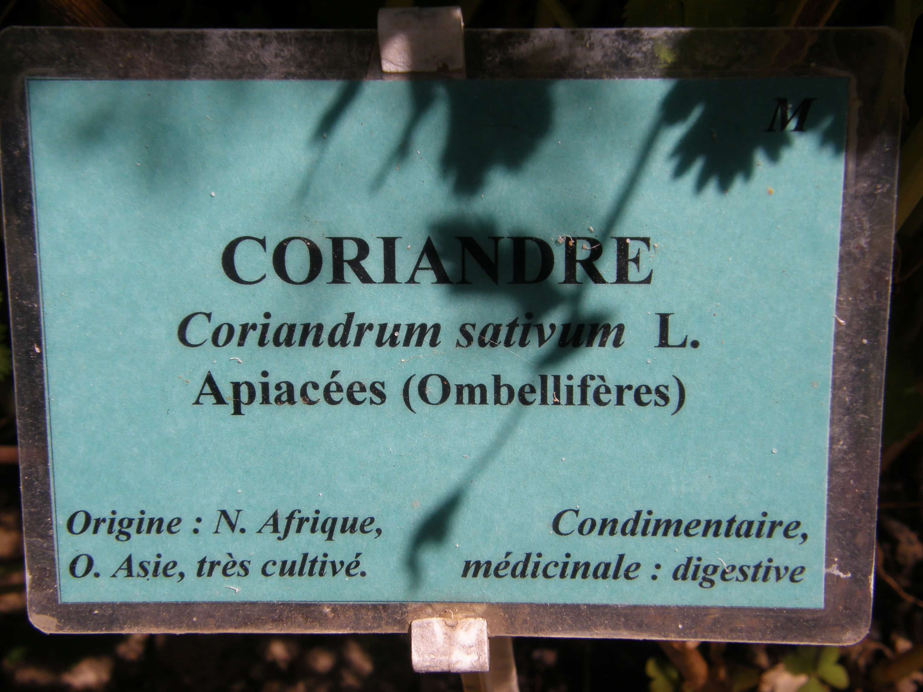 Noms français des plantes, les pièges. La traduction du latin est aléatoire.