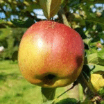 Pomme de la variété Melrose, jaune et rouge