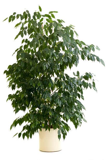 Le figuier de Benjamin (Ficus benjamina) est chez nous une plante d'appartement