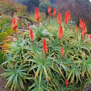 Aloe arborescens en fleur