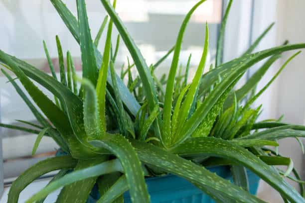 Aloe vera en interieur