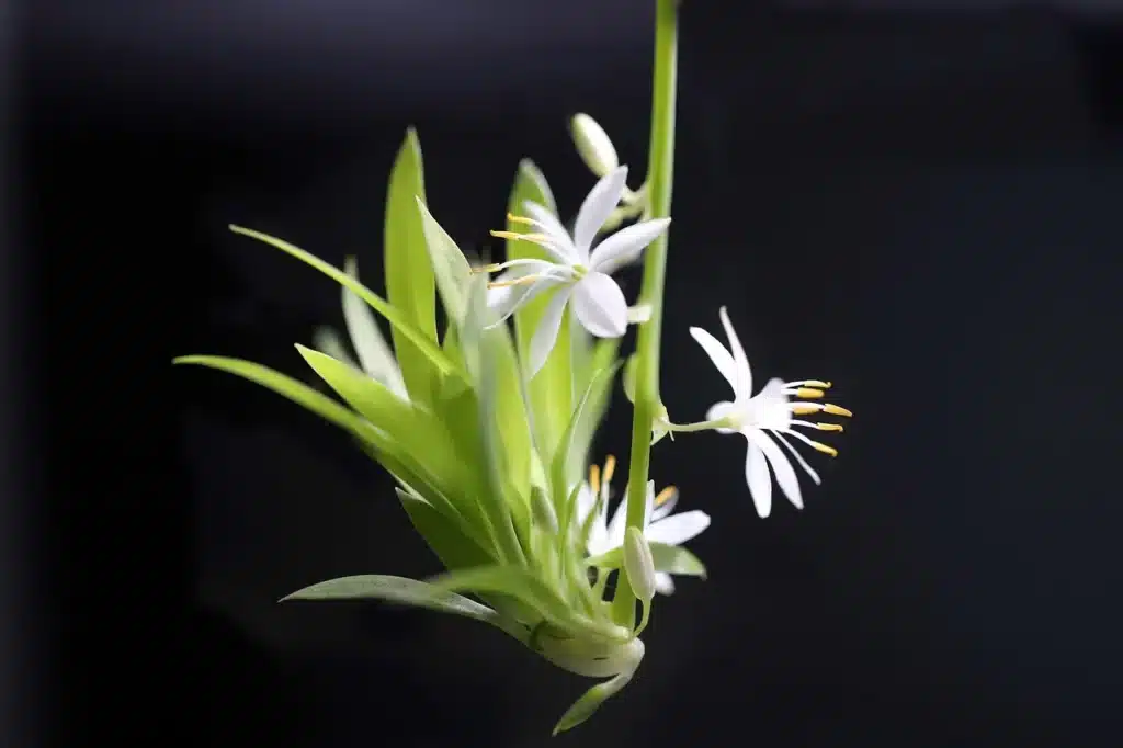 Une nouvelle pousse se développe sur un stolon. Avec quelques petites fleurs !