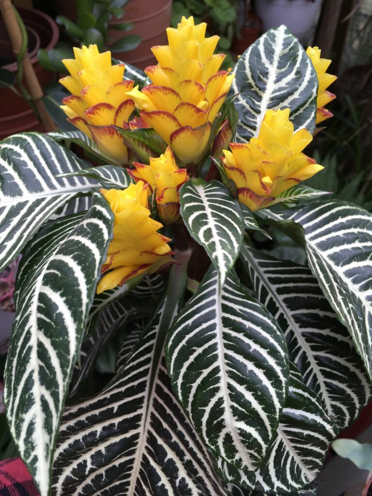 Aphelandra en fleur